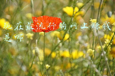 现在最流行的网上赚钱是哪
