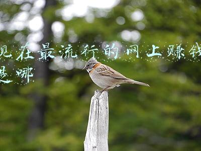 现在流行的网络游戏(国产爆发了！2021年最畅销游戏榜公布：网易大作成功拿下冠军)