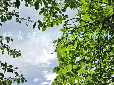 卓伟爆料李小璐视频(李小璐发文暗示被狗仔敲诈，卓伟否认并爆料：她满世界托人求我们)