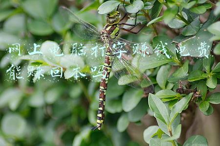 网上打字聊天真能赚钱吗(打字聊天赚钱是骗局吗？探寻高薪背后的聊天秘诀)