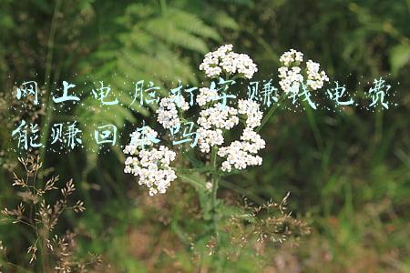 网上交电费官网(“网上国网”在我市上线 居民线上交纳电费方式再升级)
