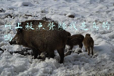 点赞挣钱靠谱吗(警方提醒赞丽（原趣步）APP是骗局，有多少人会相信呢？)