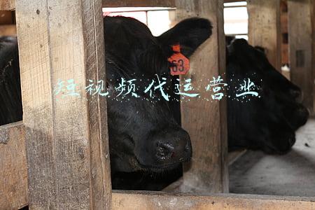 短视频代运营业务(短视频代运营多少钱一个月？抖音代运营报价多少钱？)