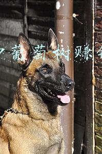 网上买葡萄树靠谱吗(线上葡萄树买卖竟是传销骗局 嵊州警方抓获6名传销嫌疑人)