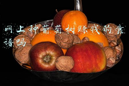 网上种葡萄树赚钱的靠谱吗