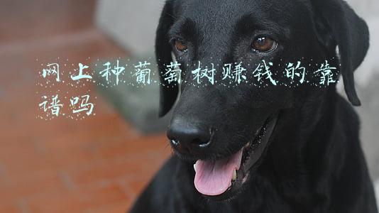 葡萄树好养活吗(葡萄容易“烂果”，3点要注意，葡萄挂满树，盆栽也可以)