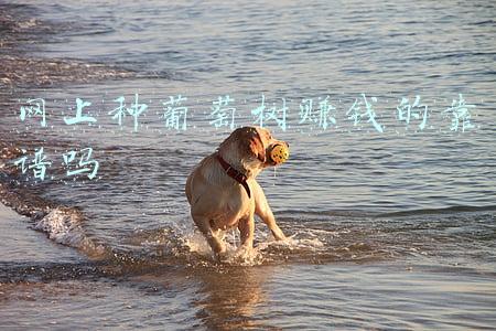 网上种葡萄树赚钱的靠谱吗