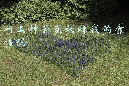 葡萄网(媒体多次曝光的葡萄浏览器，终于被莆田市场监管局实锤了)