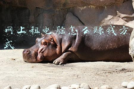 网上租电脑怎么租(如何找到一家合适的出租笔记本电脑的平台呢？)
