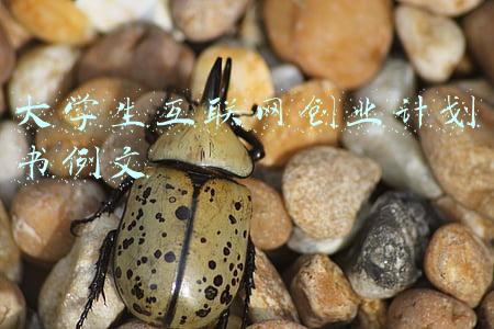 大学生互联网创业计划书例文 大学生互联网创业计划书例文