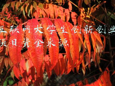 互联网+大学生创新创业项目(“互联网+”大学生创新创业大赛综述)