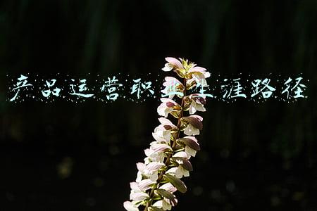 产品运营职业生涯路径