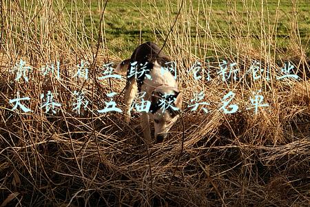 贵州省交通互联网平台(国务院关于支持贵州在新时代西部大开发上闯新路的意见)