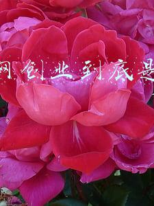 互联网小项目创业(现在有哪些互联网创业小项目？这几方面都不错，推荐参考)