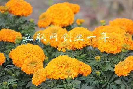 互联网创业指南(互联网创业如何走的更快？)