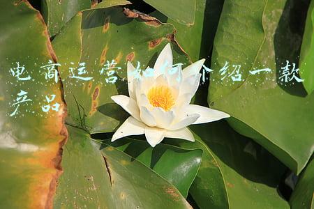 电商运营如何介绍一款产品