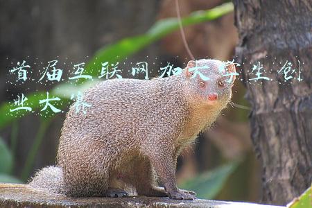 大学互联网+创新创业大赛(第七届中国国际“互联网+”大学生创新创业大赛收官 南昌大学夺冠)