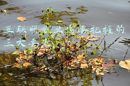 中国互联网三大巨头(国内10大互联网巨头，都敌不过一个苹果，巨头间的差距在拉大？)