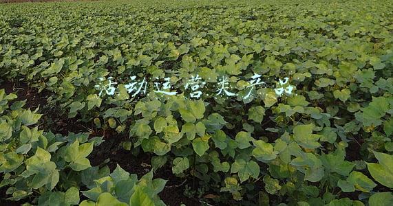 活动运营类产品