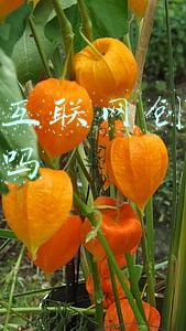 国家互联网 监管系统(《数字政府蓝皮书》：省级“互联网+监管”系统主体功能基本完备)
