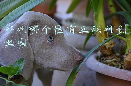 郑州哪个区有互联网创业园