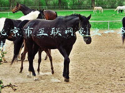 北京互联网公司聚集地(小米智慧产业园区整体交付，位于昌平区沙河镇)
