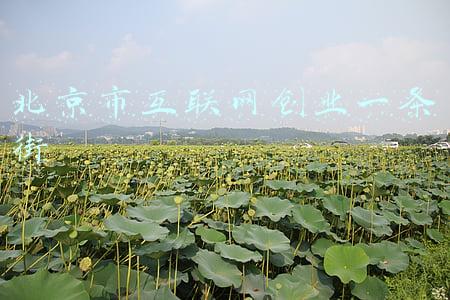 北京市互联网企业工委(北京首家区级互联网行业党委、企业协会成立)