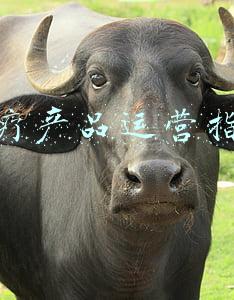 医院运行与医疗业务指标报告(报告展示中国民众健康生活图景 地区差距缩小 珠三角总体表现较好)