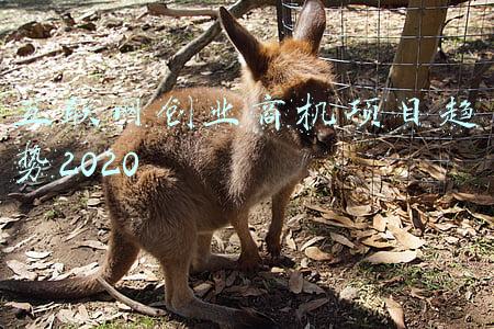 商机互联集团(“x经济”的2021：Z世代成价值载体，增量发掘与存量博弈共存)