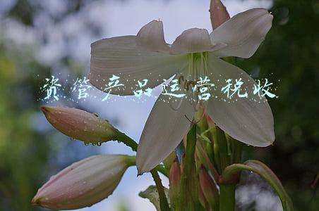 资管税收新规(明年起资管产品管理人按3%征收率缴纳增值税（白话解读版）)