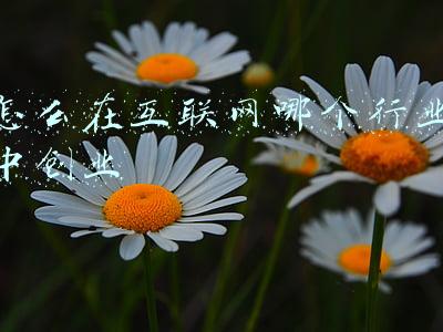 互联网行业培训(“中国职业培训在线”平台：打造互联网+职业技能培训新模式)