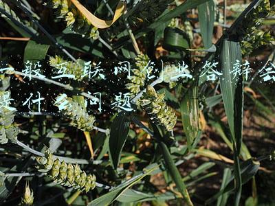 在互联网大学生创新创业大赛现场答辩阶段(第七届福建省“互联网+”大学生创新创业大赛决赛在泉州举行)