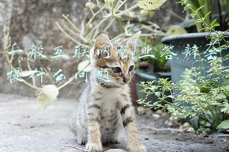 互联网 项目答辩问题(从答辩面试官角度，分享晋升答辩的要点)