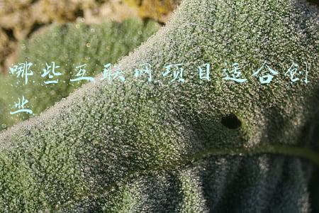 农村互联网创业项目(农村创业四种典型项目，比什么都赚钱)