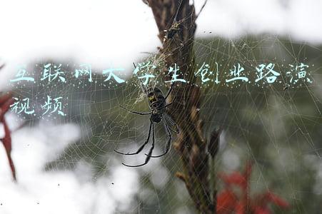 大学生创业项目路演视频(视频｜近百个项目连线PK！东莞科创训练营举行第一阶段路演)