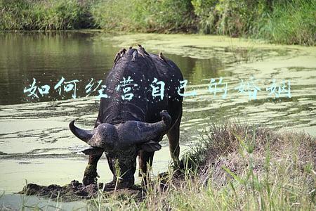如何经营自己的婚姻生活；怎么经营自己的婚姻