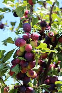 2017年互联网+开放合作试题及答案(推动平台经济规范健康持续发展)