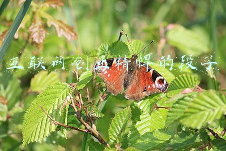互联网段子(拍网络段子把自己拍成了案子！广东一网红因拍这种视频被抓)