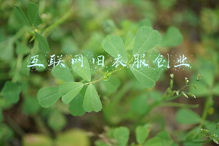 旧衣改造创新创业(旧衣变板材“乐创”把梦圆)
