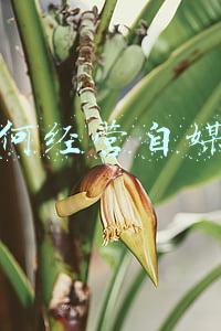 如何经营自媒体账号-如何运营自媒体账号