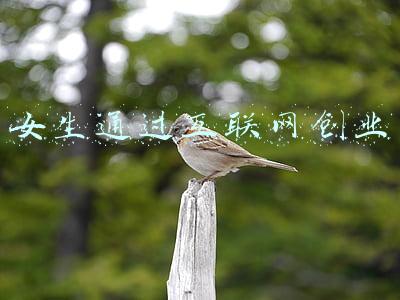 大学生如何利用互联网创业(“我在新浜有块田”、可拆装大鼓、无忧下厨……大学生的创业金点子，快来看看吧)