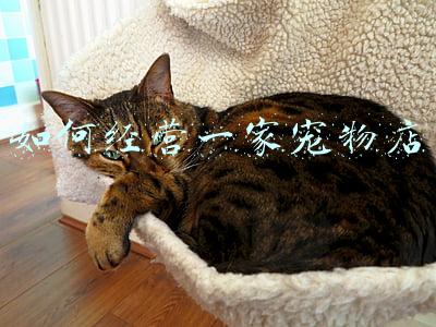 宠物店经营理念标语-宠物店经营理念