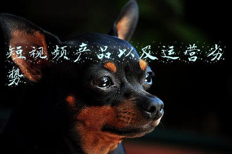 短视频产品以及运营劣势