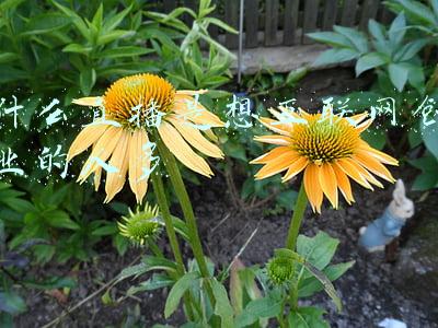 为什么很多人做直播很赚钱吗(什么人做直播赚钱了？深扒直播赚钱的秘密)