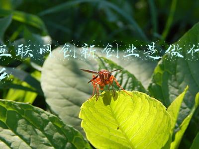 什么是创新创业(大学生创新创业：心怀家国，征程是星辰大海)