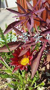 义乌直播带货早(观察丨直播带货日销售额达30万元 这家义乌院校学生凭啥这么牛？)