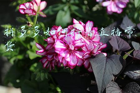拼多多如何抖音直播带货