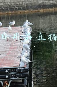 直播带货商品(从网红直播带货项目复盘，看未来直播带货发展趋势)