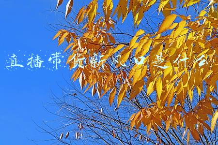 主流媒体直播带货(浅析主流媒体直播带货的发展趋势)