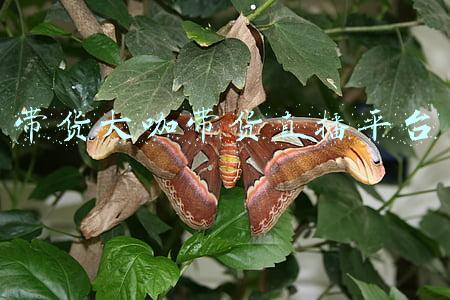 大咖带货(大咖面对面 | 一晚卖出15万斤芒果？看@巧妇9妹 分享带货变现秘籍)